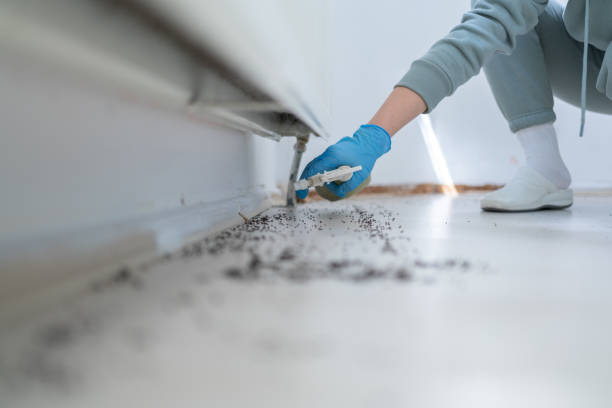 Best Termite Control Services  in Jasper, AL